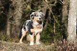 BERGER AUSTRALIEN PUPPIES 623